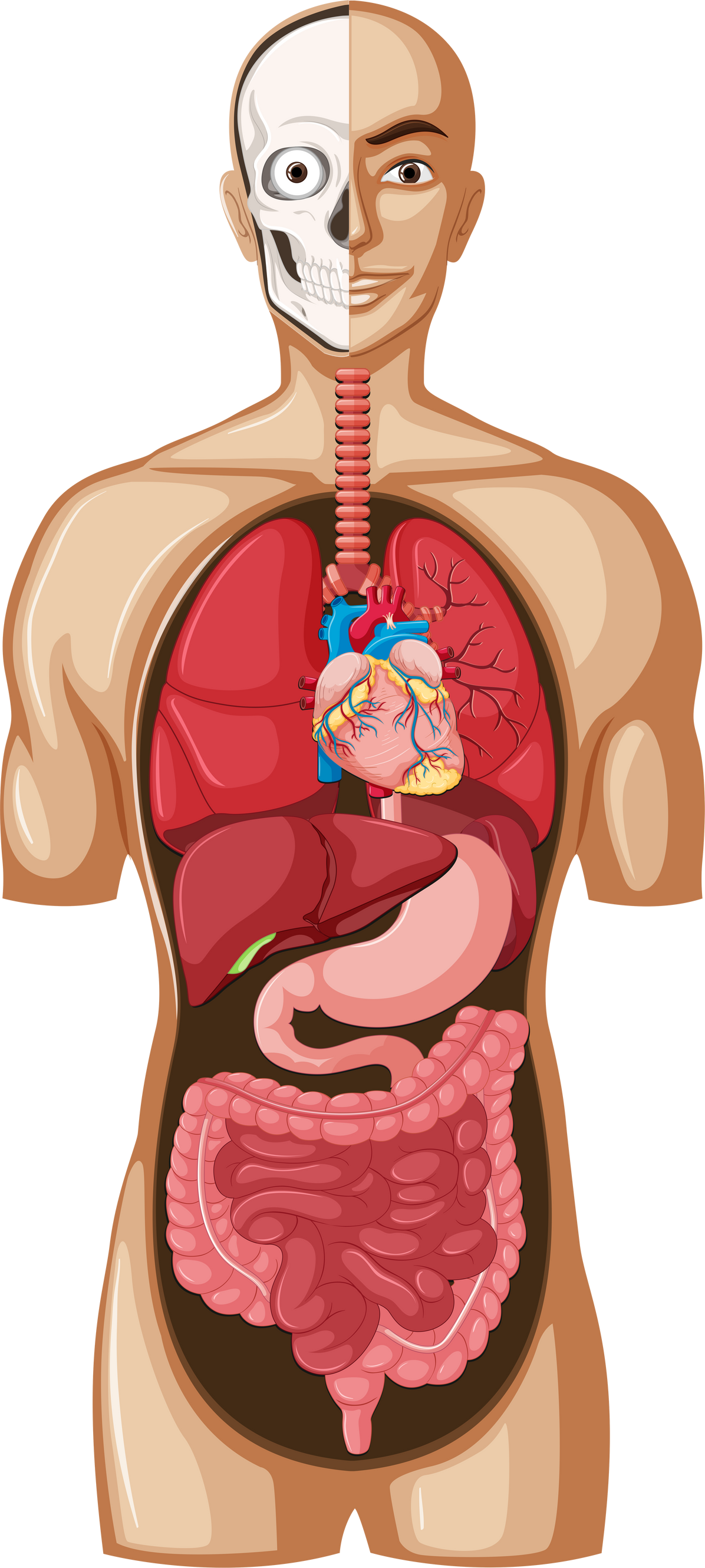 Human Organ Anatomy